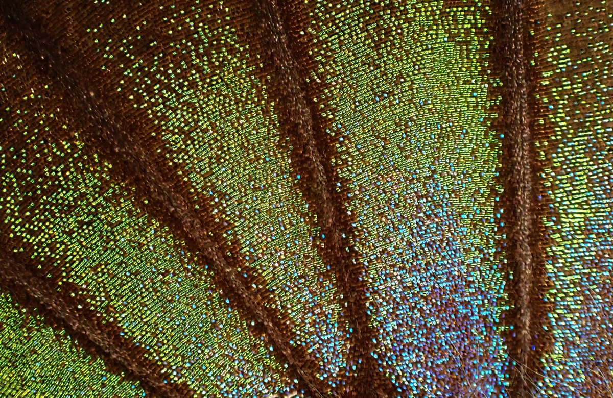 A photograph of a moth's wing, featuring an image of an eye used to fool predators.